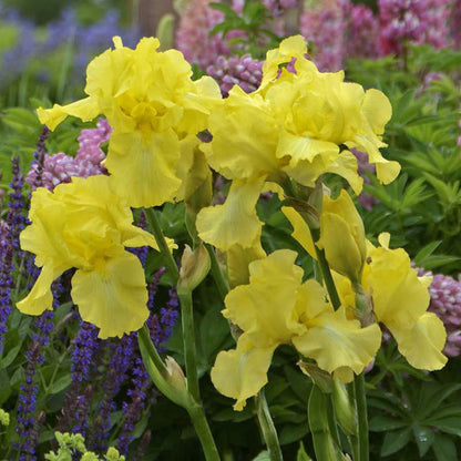 Re-Blooming Bearded Iris - Harvest of Memories