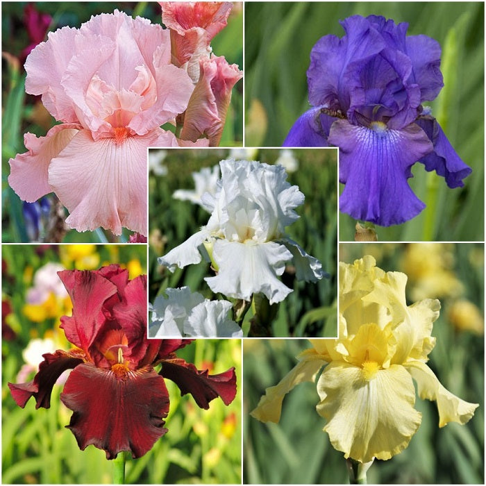 Re-Blooming Bearded Iris - Mix