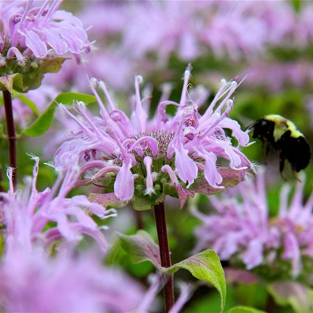 Bee Balm - Wild Bergamot Seeds