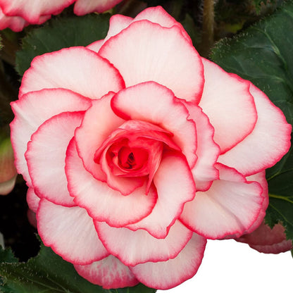 Begonia Tubers (Picotee) - White & Pink