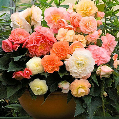 Begonia Tubers - Roseform Pastel Mix