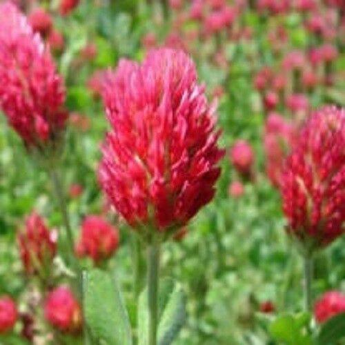 Crimson Clover Seed | For Deer Food Plot Pastures Hay Silage Bees Reseeding Clover
