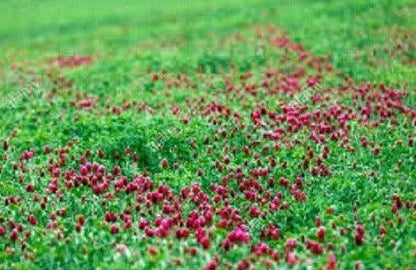Crimson Clover Seed | For Deer Food Plot Pastures Hay Silage Bees Reseeding Clover