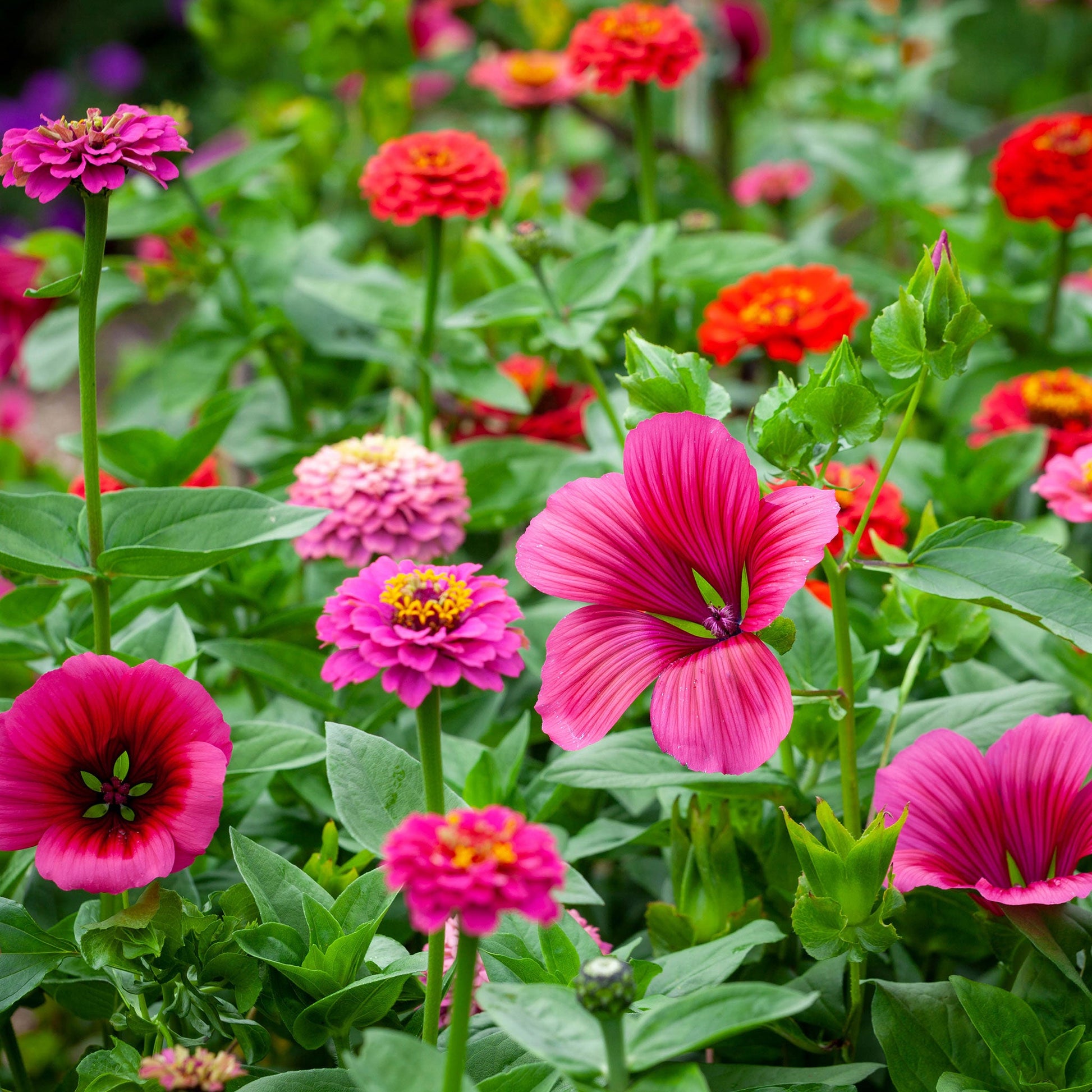 Pink Perfection Flower Seed Mix