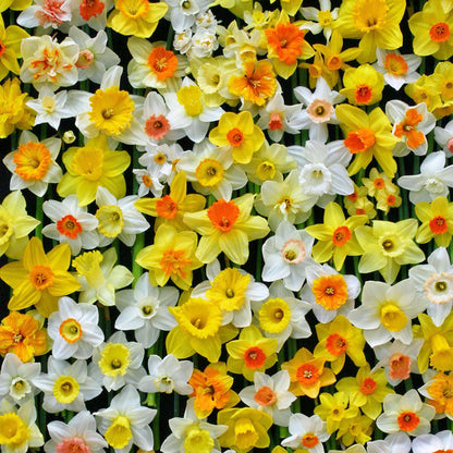 Daffodil Bulbs - All Star Mix