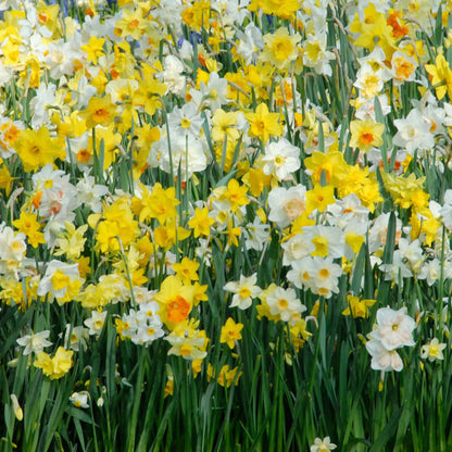 Daffodil Bulbs - All Star Mix