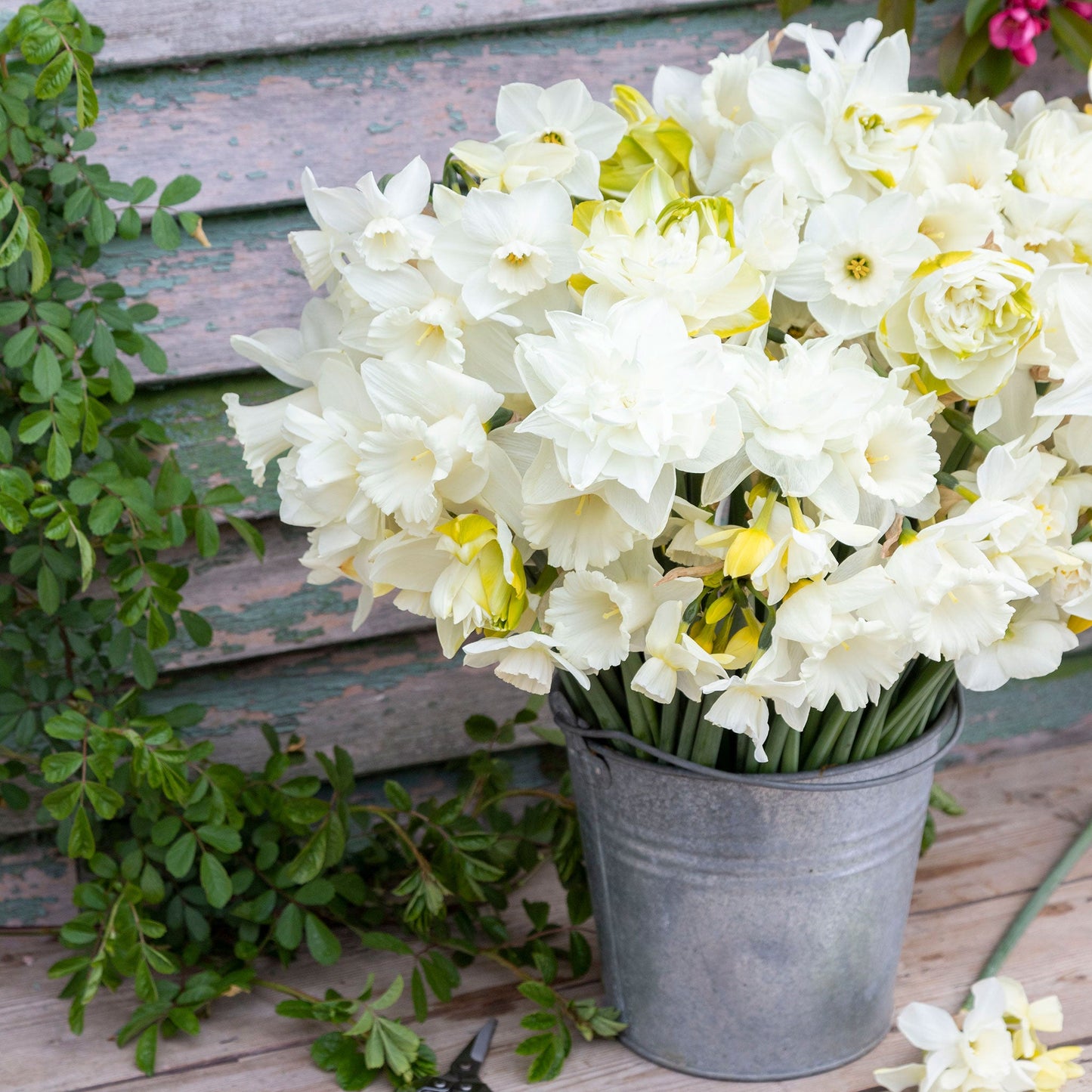 Daffodil Bulbs - All White Mix