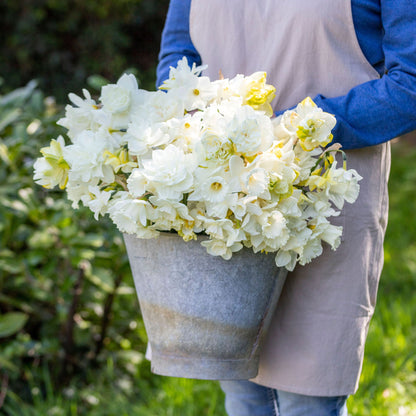 Daffodil Bulbs - All White Mix