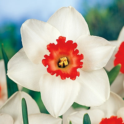 Daffodil Bulbs - Decoy