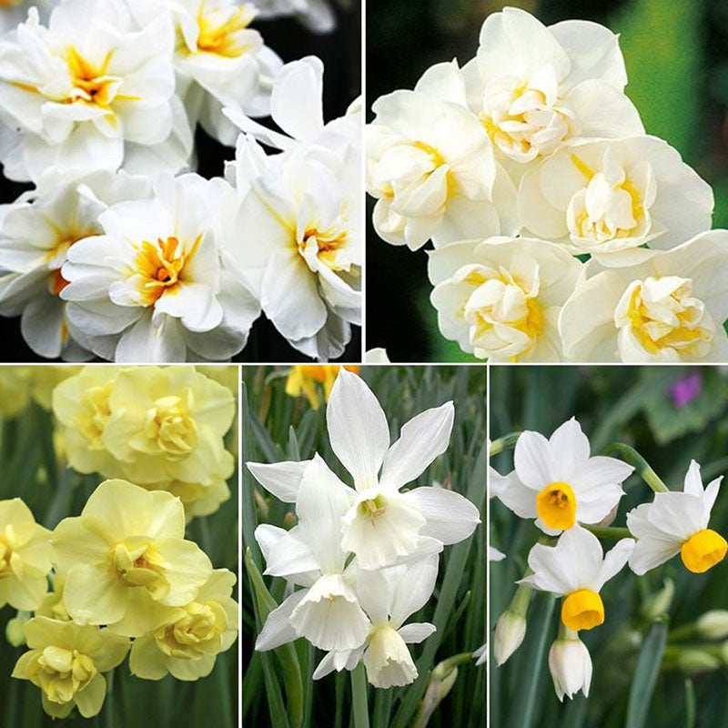 Daffodil Bulbs - Fragrant Mix