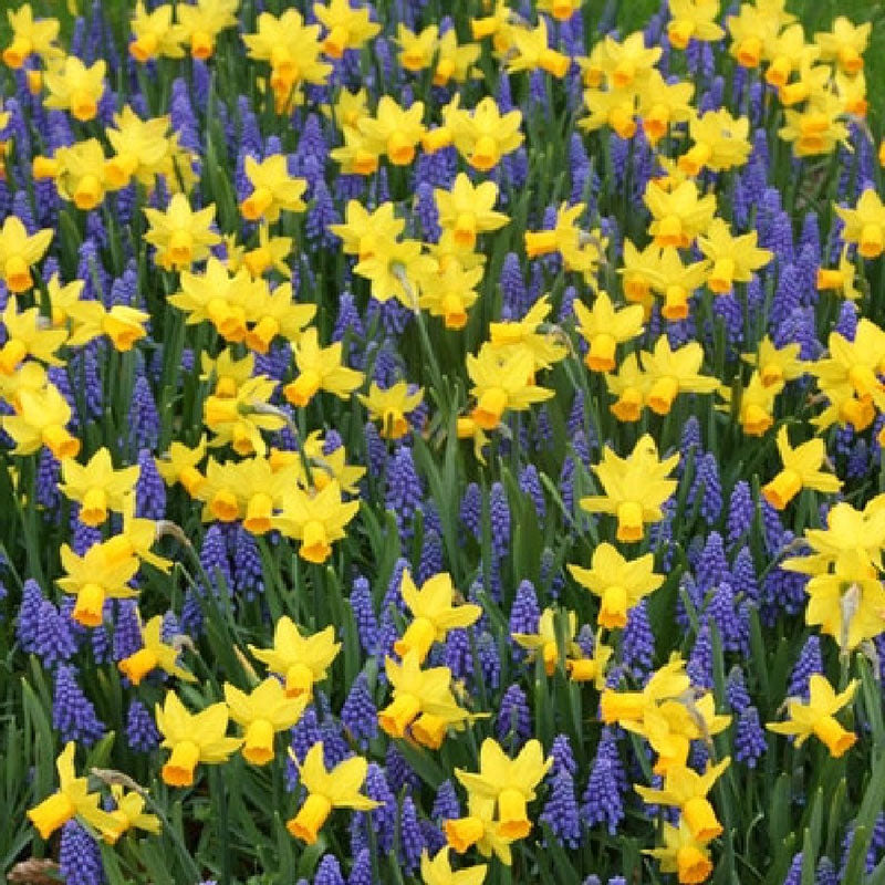 Daffodil Bulbs - Jetfire Daffodil & Grape Hyacinth Mix