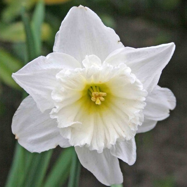 Daffodil Bulbs (Trumpet) - Mount Hood