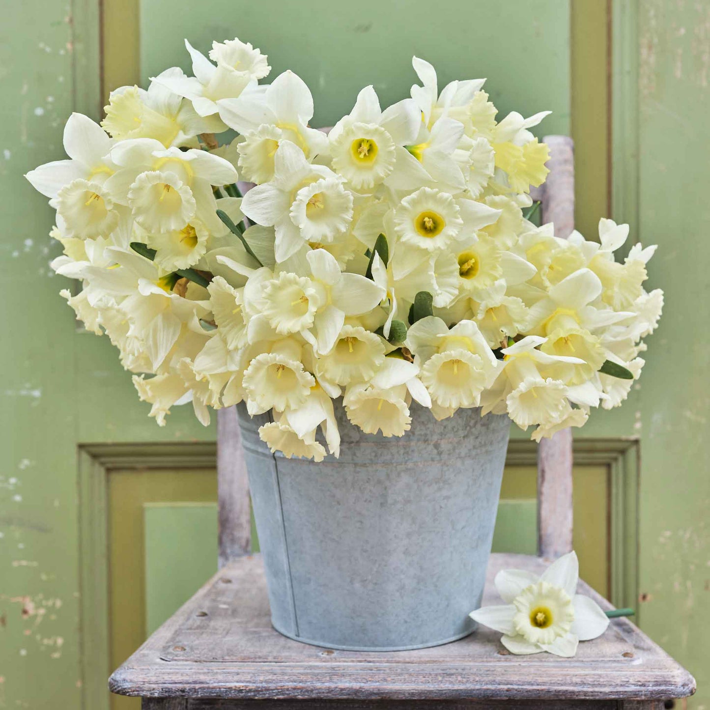 Daffodil Bulbs (Trumpet) - Mount Hood