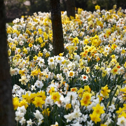 Daffodil Bulbs - Naturalizing Mix