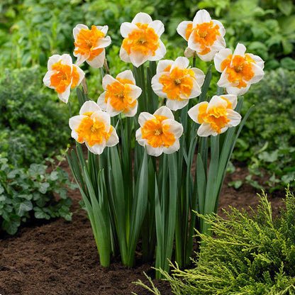 Daffodil Bulbs (Butterfly) - Orangery