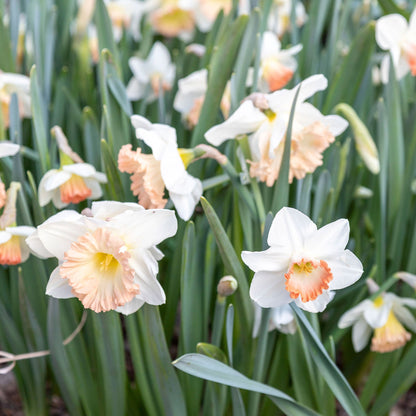 Daffodil Bulbs - Pink Mix