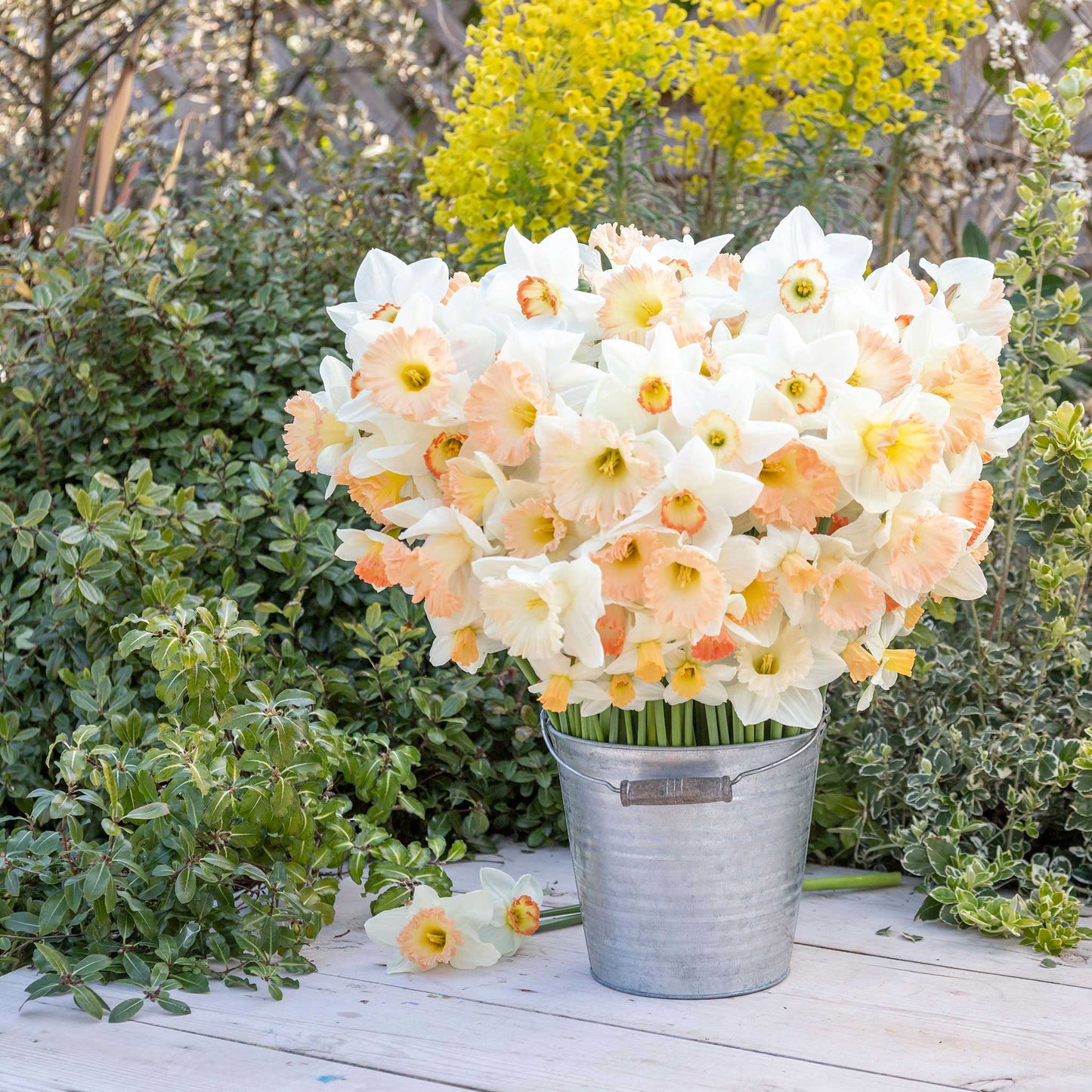Daffodil Bulbs - Pink Mix