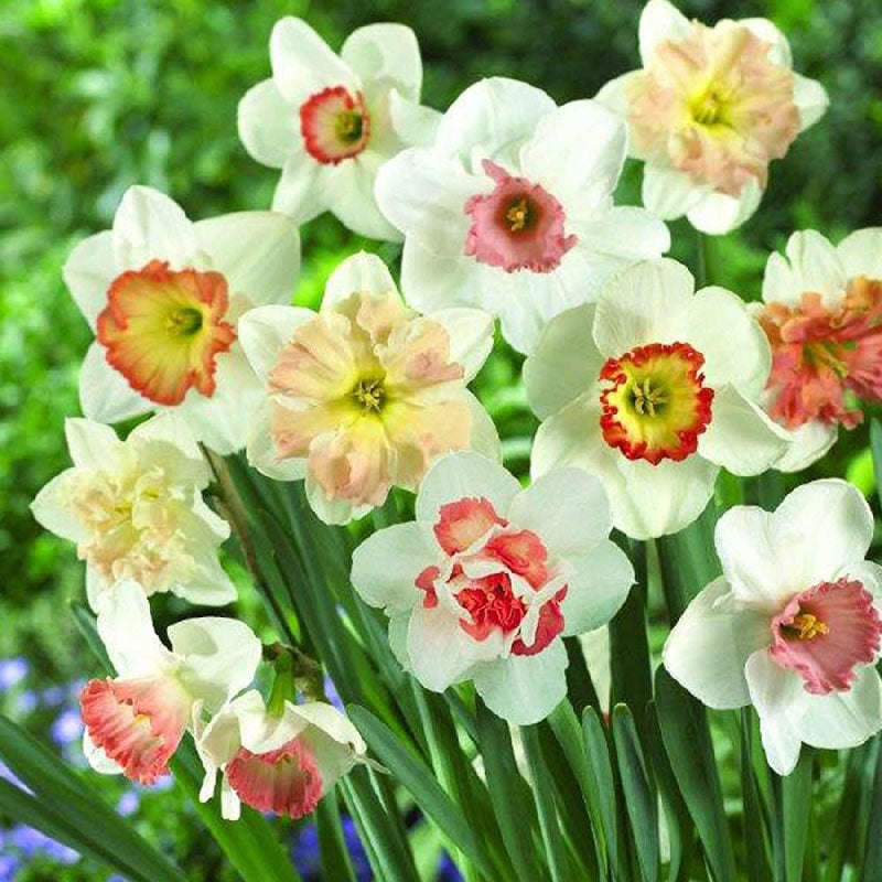Daffodil Bulbs - Pretty in Pink Mix