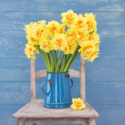 Daffodil Bulbs (Double) - Tahiti