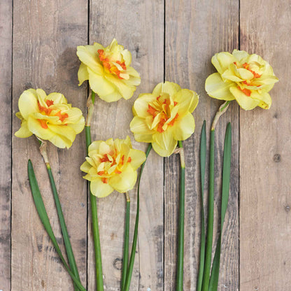 Daffodil Bulbs (Double) - Tahiti
