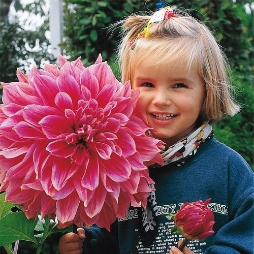 Dahlia Bulbs - AA Giant Bloom Mix