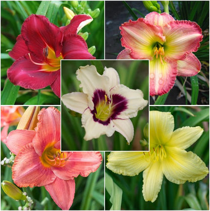 Daylily Roots - Fragrant Rebloomer Mix