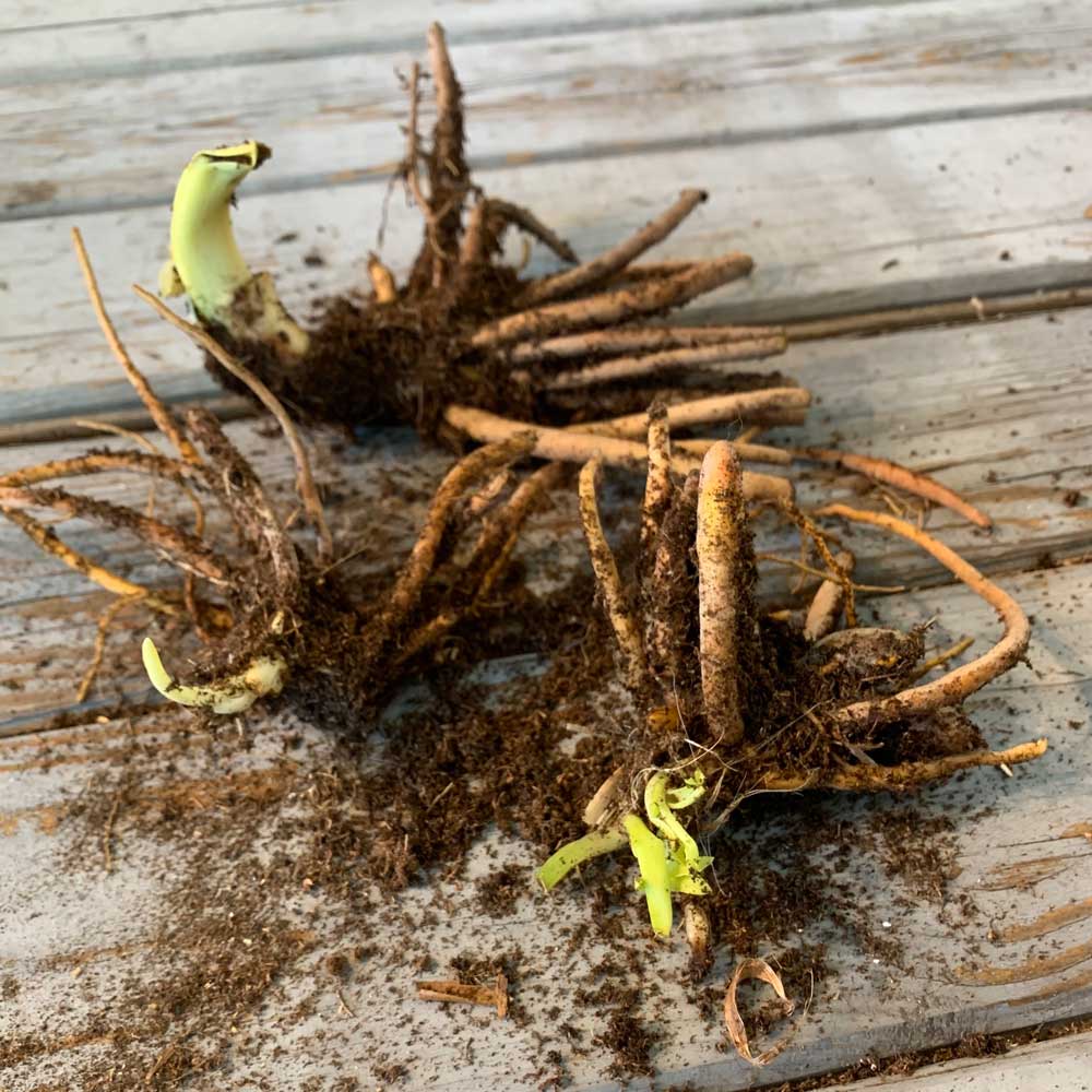 Daylily Roots - Bi-Color Mix