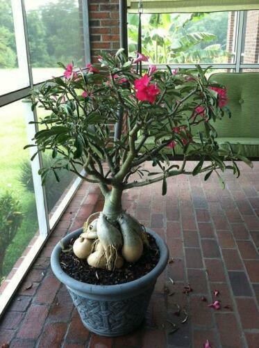 Desert Rose Live Plant - Adenium Obesum