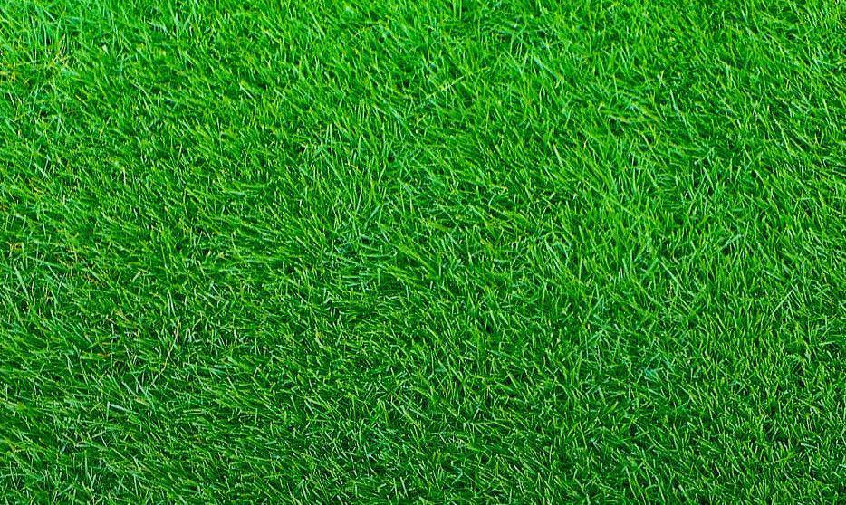 Empire Zoysia Grass Seeds - Lawn Grass