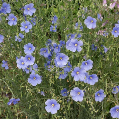 Annual Blue Flax Seeds
