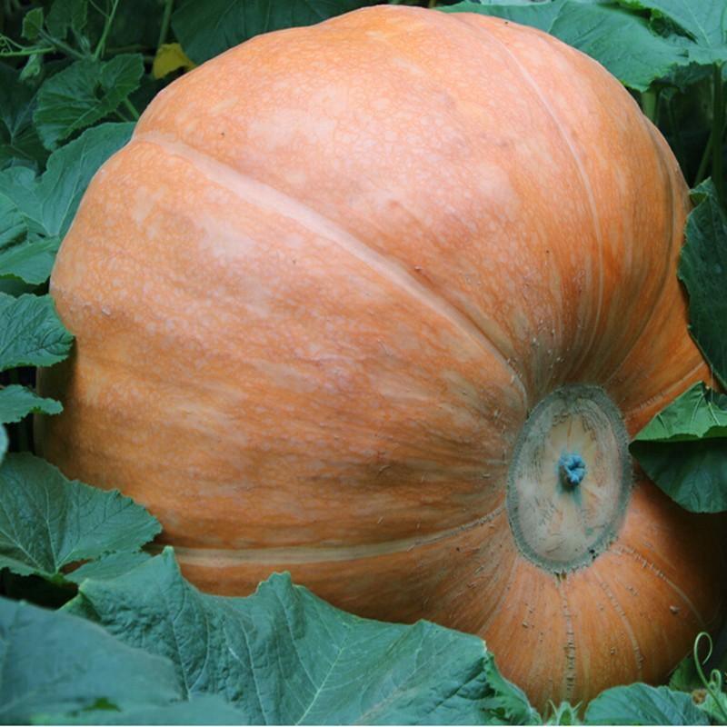 Giant Pumpkin Super Pumpkins