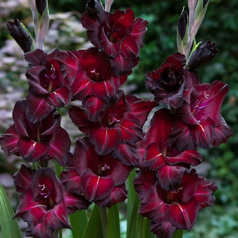 Gladiolus Flower Bulbs - Black Star