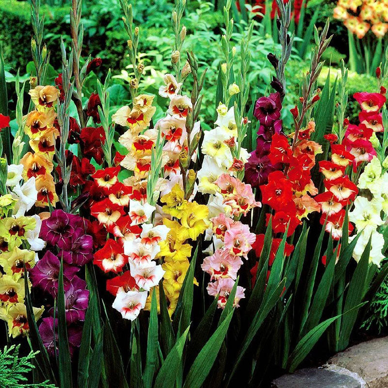 Gladiolus Flower Bulbs - Butterfly Mix