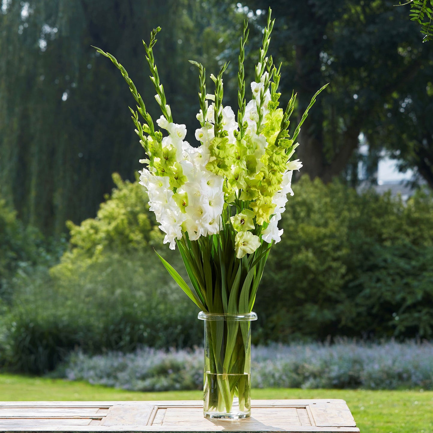 Gladiolus Flower Bulbs - Green & White Mix