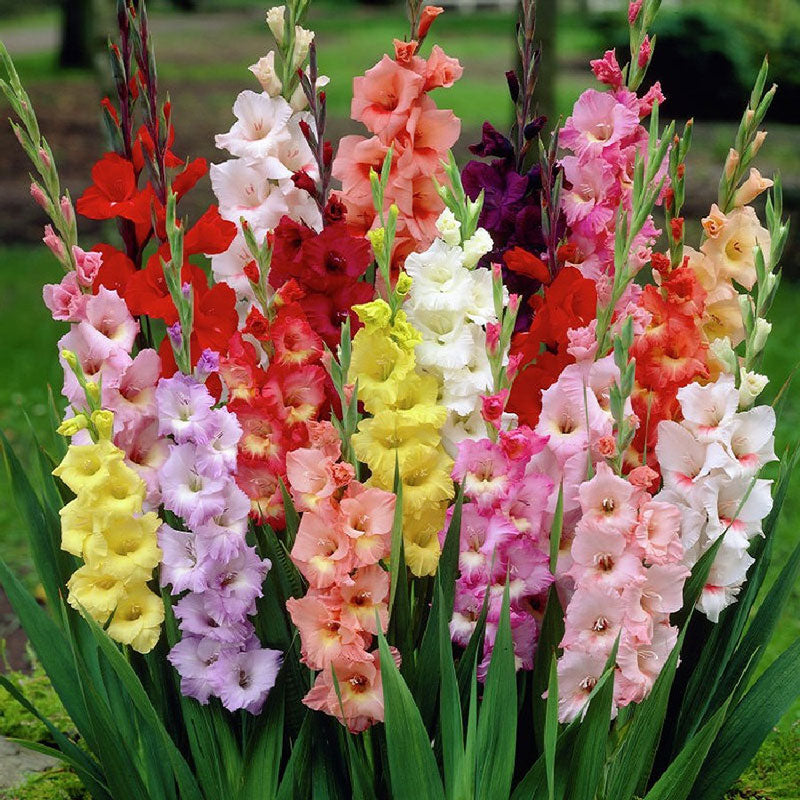 Gladiolus Flower Bulbs - Mixed