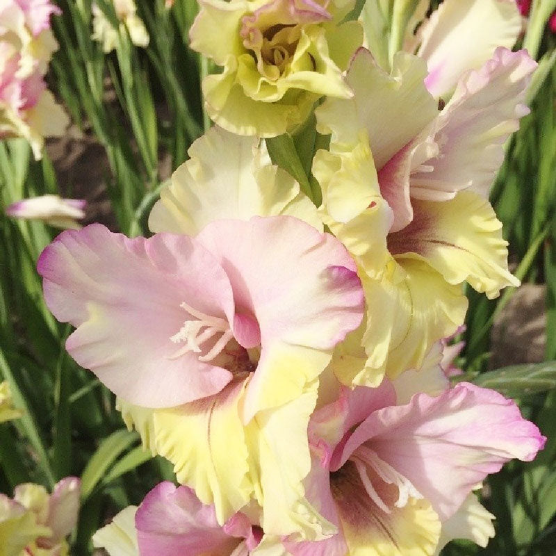 Gladiolus Flower Bulbs - Mon Amour