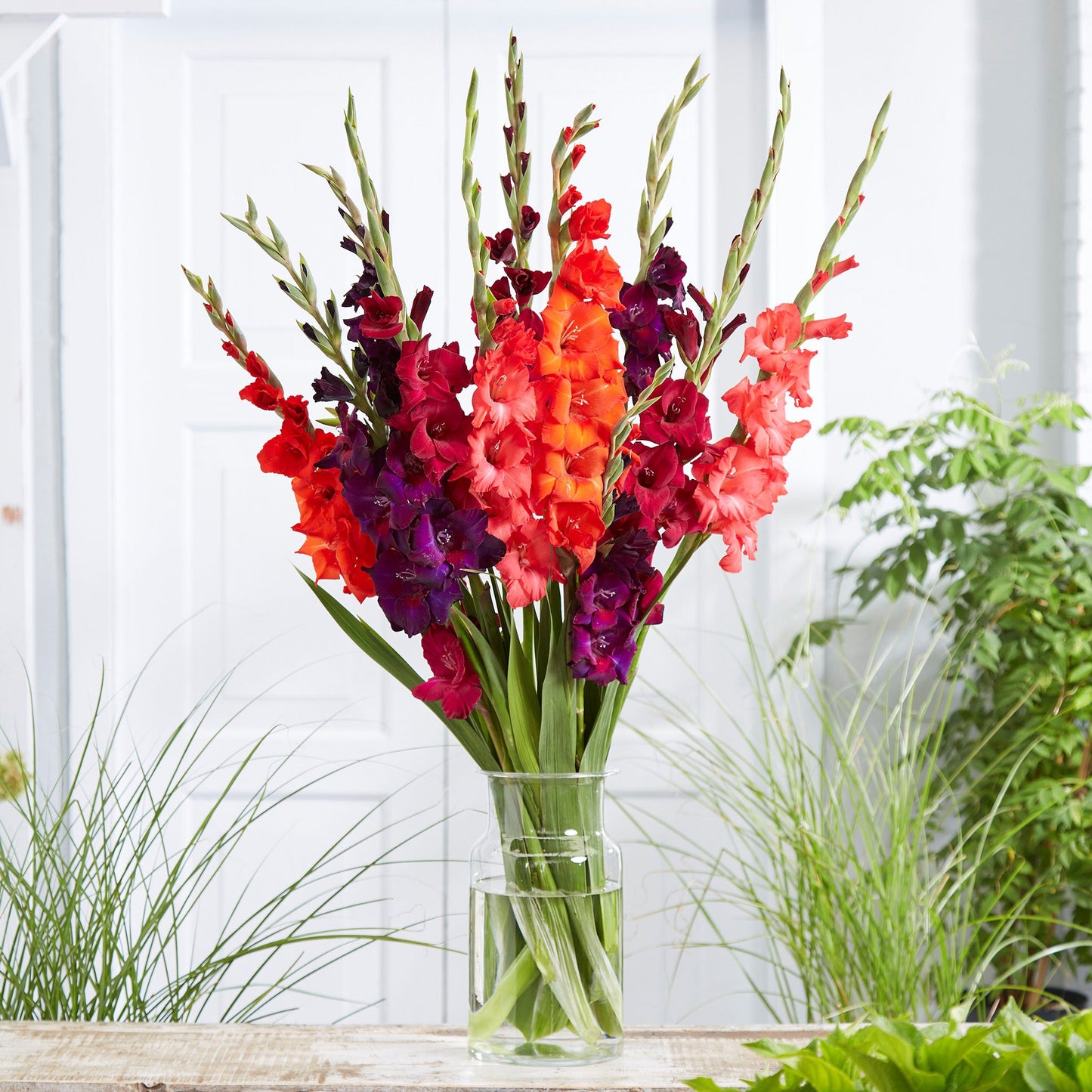 Gladiolus Flower Bulbs - Passion Mix