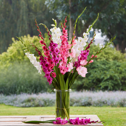 Gladiolus Flower Bulbs - Romantic Mix