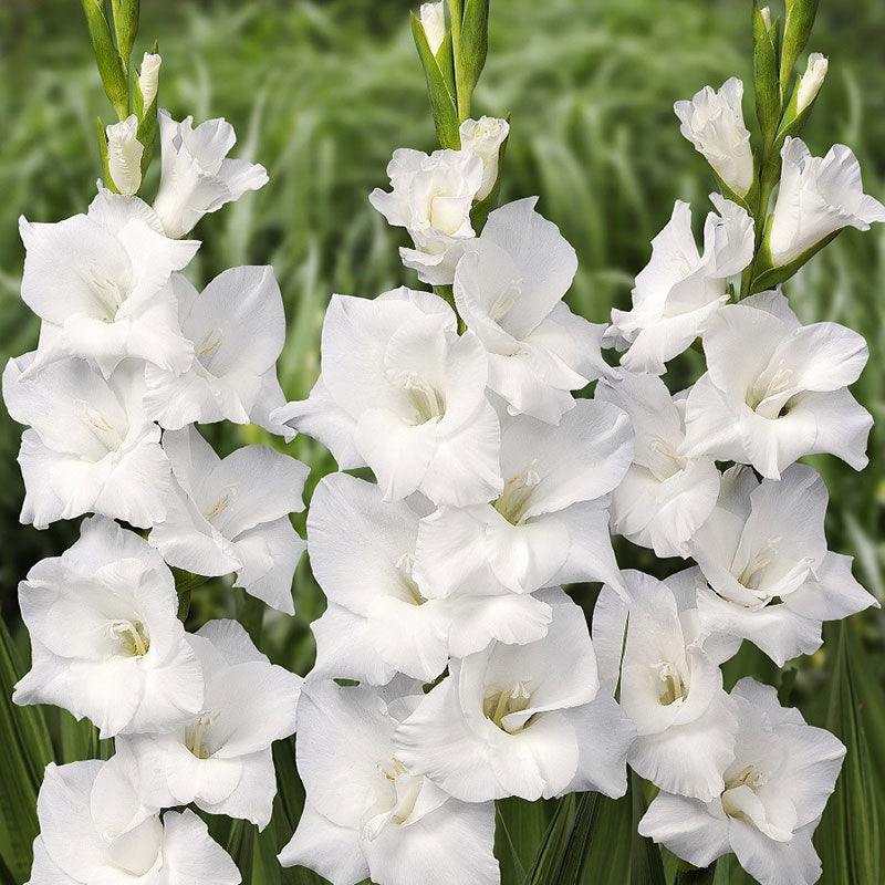 Gladiolus Flower Bulbs - White Prosperity