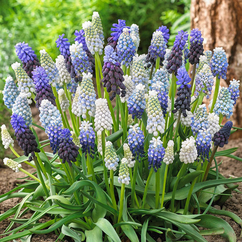 Grape Hyacinth Bulbs (Muscari) - Delft Blue Mix