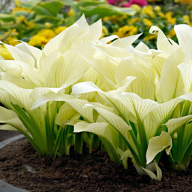 Hosta Roots - White Feather
