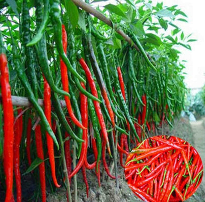 Hot Cayenne Pepper Seeds | Heirloom - Non-GMO