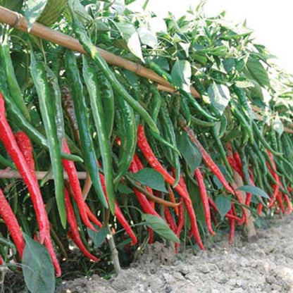 Hot Cayenne Pepper Seeds | Heirloom - Non-GMO