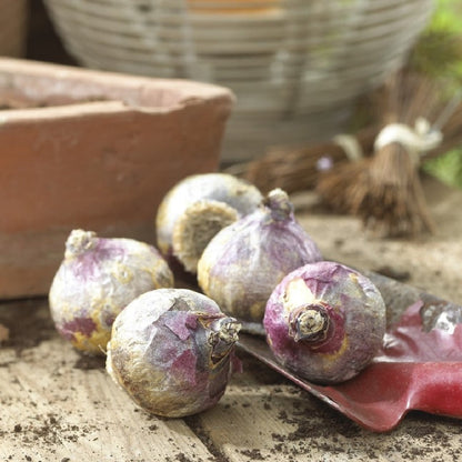 Hyacinth Bulbs - Apricot Passion
