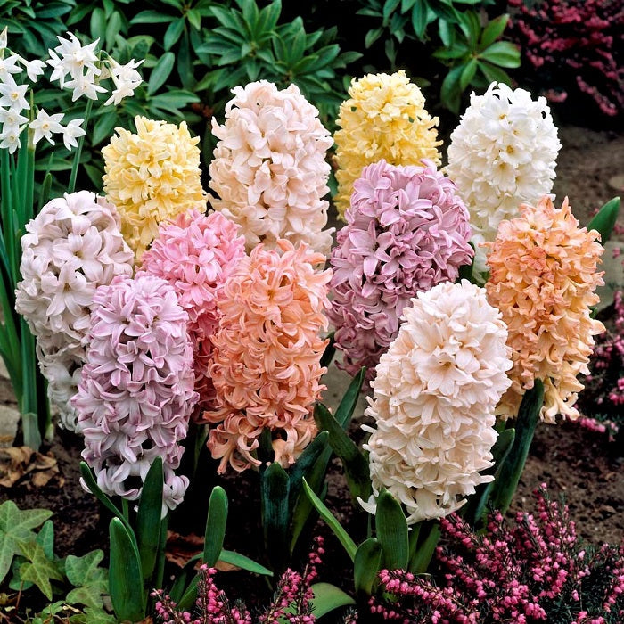 Hyacinth Bulbs - Pastel Mix