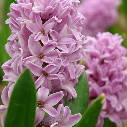 Hyacinth Bulbs - Pastel Mix