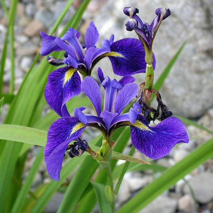 Iris seeds - Heirloom Tectorum Perennial Flower
