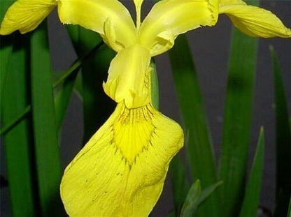 Iris seeds - Heirloom Tectorum Perennial Flower