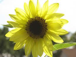 Sunflower, Lemon Queen