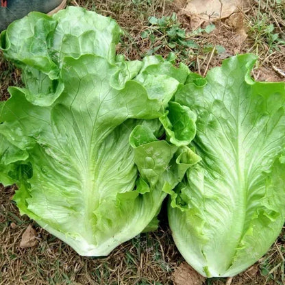 Lettuce Seeds - good taste, easy to grow.
